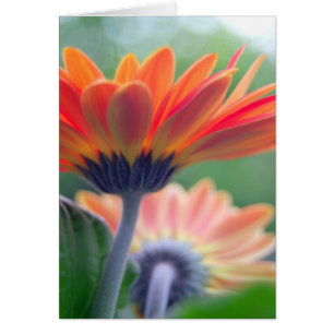 Oranje Gerbera-kaart