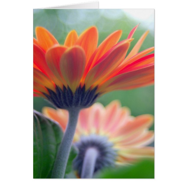 Oranje Gerbera-kaart (Voorkant)