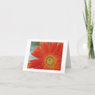 Oranje Gerbera Kaart
