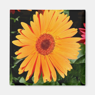 oranje gerbera magneet