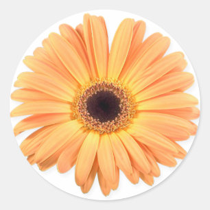 Oranje Gerbera Stickers
