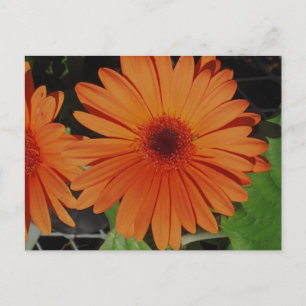 Oranje Gerbers Briefkaart