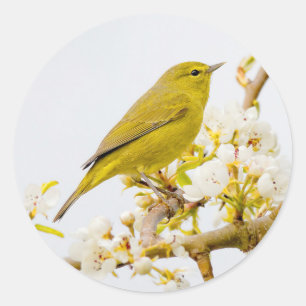 Oranje-Gesneden Warbler Amid de Cherry Blossom Ronde Sticker