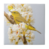 Oranje-Gesneden Warbler Amid de Cherry Blossom Tegeltje (Voorkant)