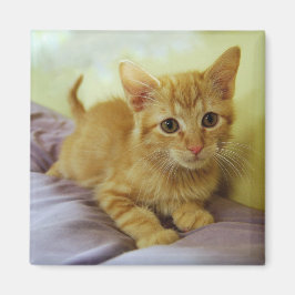 Oranje gestripte tablet Kitten Magnet Magneet