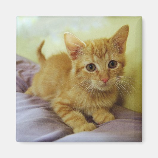 Oranje gestripte tablet Kitten Magnet Magneet (Voorkant)
