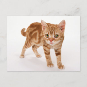 Oranje Ginger Tabby Shorthair Cat Briefkaart