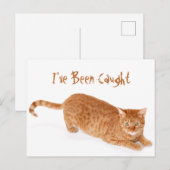 Oranje Ginger Tabby Shorthair Cat Briefkaart (Voorkant / Achterkant)