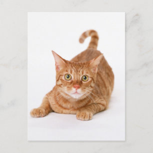 Oranje Ginger Tabby Shorthair Cat Briefkaart