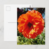 Oranje gloeipapaver briefkaart (Voorkant / Achterkant)