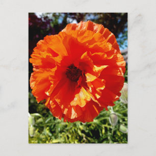 Oranje gloeipapaver briefkaart