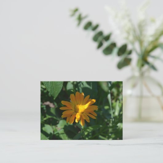 Oranje goudsbloem (Calendula officinalis) Informatiekaartje (Staand voorkant)