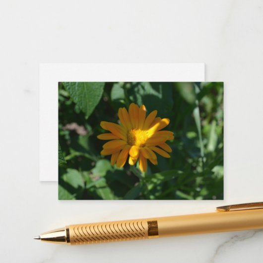 Oranje goudsbloem (Calendula officinalis) Informatiekaartje (Voorkant / Achterkant in situ)