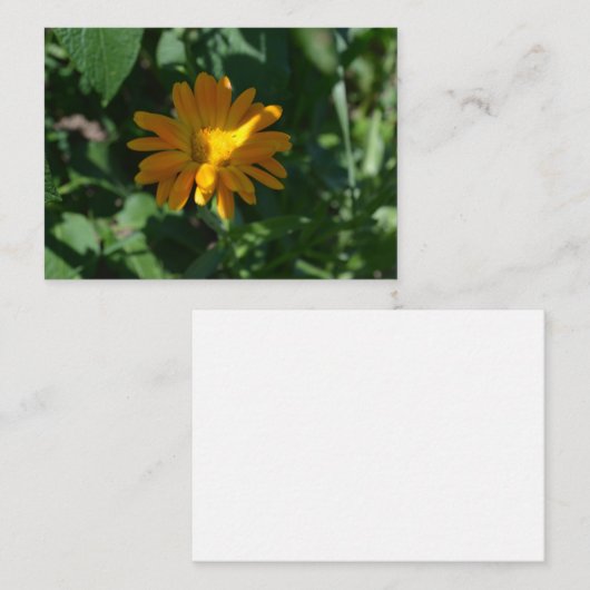 Oranje goudsbloem (Calendula officinalis) Informatiekaartje (Voorkant / Achterkant)