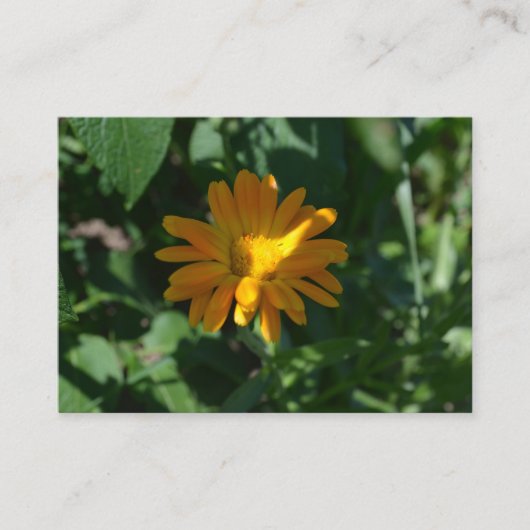 Oranje goudsbloem (Calendula officinalis) Informatiekaartje (Voorkant)