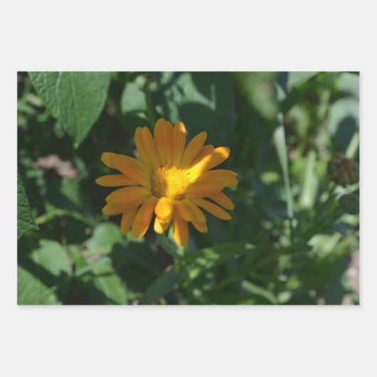 Oranje goudsbloem (Calendula officinalis) Inpakpapier Vel (Voorkant 2)