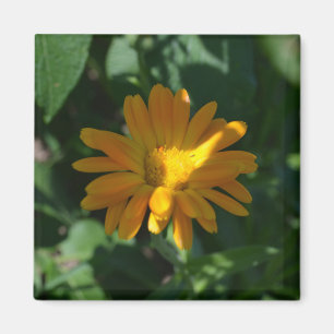 Oranje goudsbloem (Calendula officinalis) Magneet