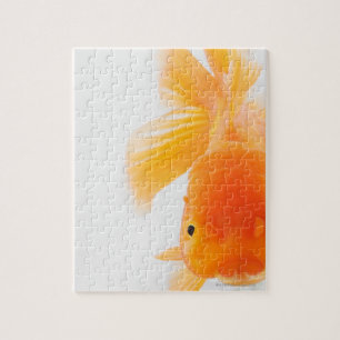 Oranje goudvis (Carassius auratus) Legpuzzel