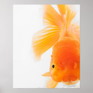 Oranje goudvis (Carassius auratus) Poster