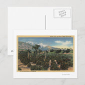 Oranje Grove Scène met Sneeuwklapte Mts Briefkaart (Voorkant / Achterkant)