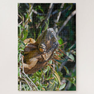 Oranje hagedis, Belize Iguana Legpuzzel