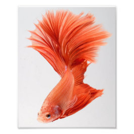 Oranje Halfmoon Betta Fish Foto Afdruk