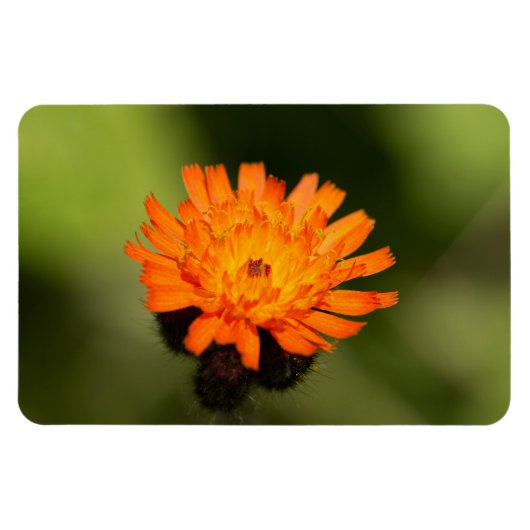 Oranje Hawkweed Magneet (Horizontaal)