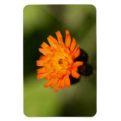 Oranje Hawkweed Magneet (Verticaal)