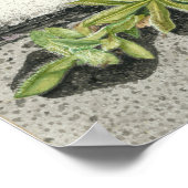 Oranje Hawkweed Poster (Hoek)