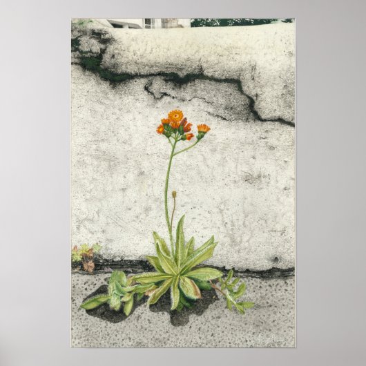 Oranje Hawkweed Poster (Voorkant)