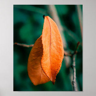 Oranje herfstbladeren aan een slanke tak poster