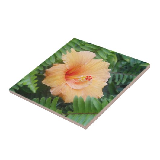 Oranje Hibiscus Bloem met Varens Tegeltje (Zijkant)