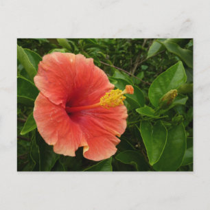 Oranje Hibiscus Bloem Tropische Floral Briefkaart