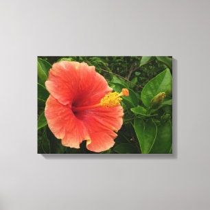 Oranje Hibiscus Bloem Tropische Floral Canvas Afdruk