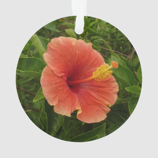 Oranje Hibiscus Bloem Tropische Floral Ornament (achterkant)