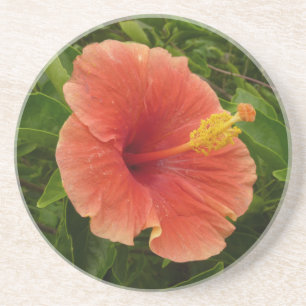 Oranje Hibiscus Bloem Tropische Floral Zandsteen Onderzetter
