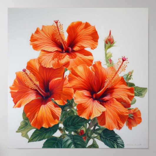 Oranje Hibiscus Bloemenkunst Print Poster (Voorkant)
