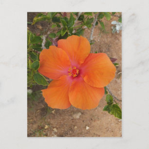 Oranje Hibiscus briefkaart, pas aan Briefkaart