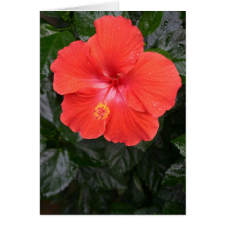 Oranje Hibiscus Flower