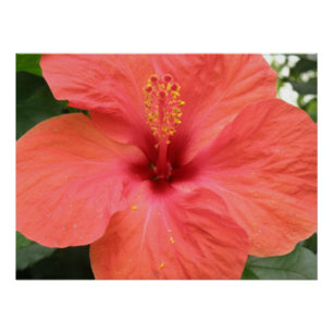 Oranje Hibiscus Flower Macro Poster Perfect Poster