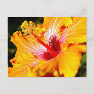 Oranje Hibiscus Flower Side Uitzicht Briefkaart