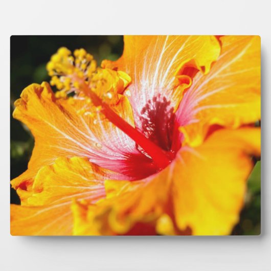 Oranje Hibiscus Flower Side Uitzicht Fotoplaat (Voorkant)
