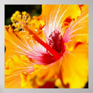 Oranje Hibiscus Flower Side Uitzicht Poster