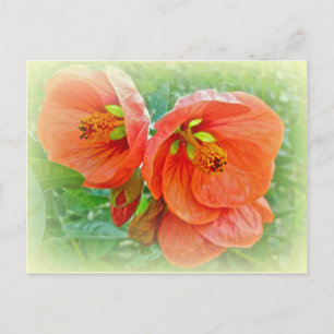 Oranje Hibiscus Flowers Briefkaart