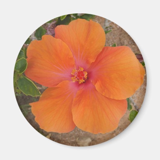 Oranje Hibiscus magnet Magneet (Voorkant)