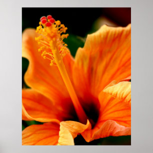 Oranje Hibiscus Poster