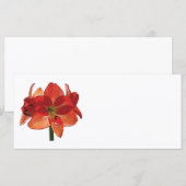 Oranje Hippeastrum Amaryllis (Voorkant / Achterkant)