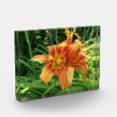 Oranje horizontale dagbloemen fotoblokken (Links)