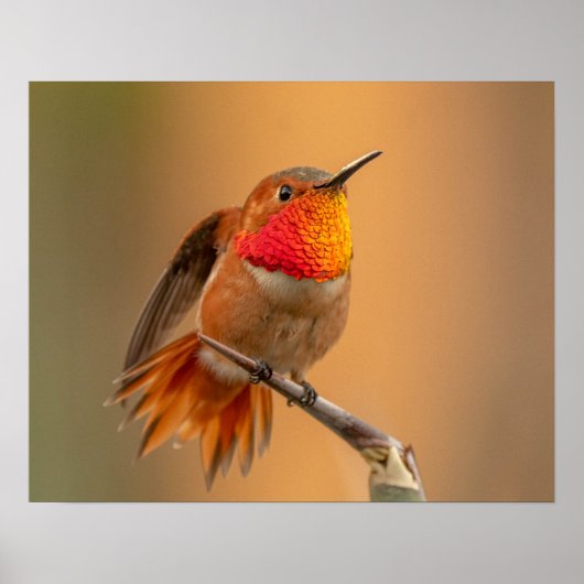 Oranje Hummingbird & Ruffled Feathers Poster (Voorkant)