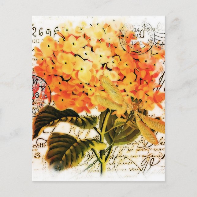 Oranje hydrangea (Voorkant)